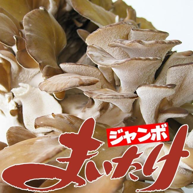舞茸子様、専用 ジャンボまいたけ2株合計1kg以上 北海道愛別町産 きのこの里あいべつの