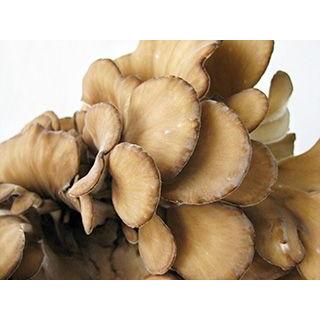 ジャンボまいたけ2株合計1kg以上 北海道愛別町産 きのこの里あいべつの