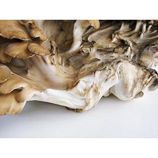 ジャンボまいたけ2株合計1kg以上 北海道愛別町産 きのこの里あいべつの