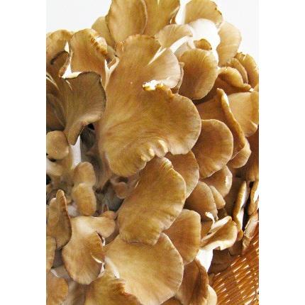 ジャンボまいたけ2株合計1kg以上 北海道愛別町産 きのこの里あいべつの舞茸 特産品のマイタケ 大株 肉厚なキノコ 黒舞茸 送料無料 St 吉粋 通販 Yahoo ショッピング