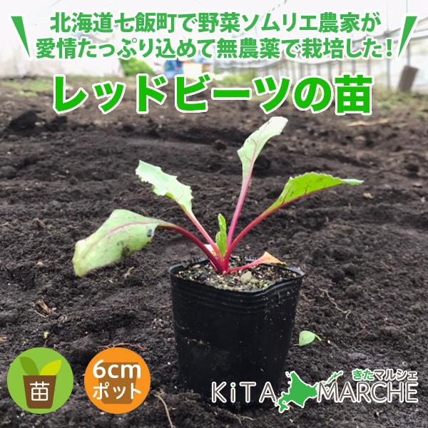 レッドビーツ 苗 1株 250円 北海道からお届けする農家が育てた西洋野菜の苗 Nk2 Nae022 きたマルシェ 通販 Yahoo ショッピング