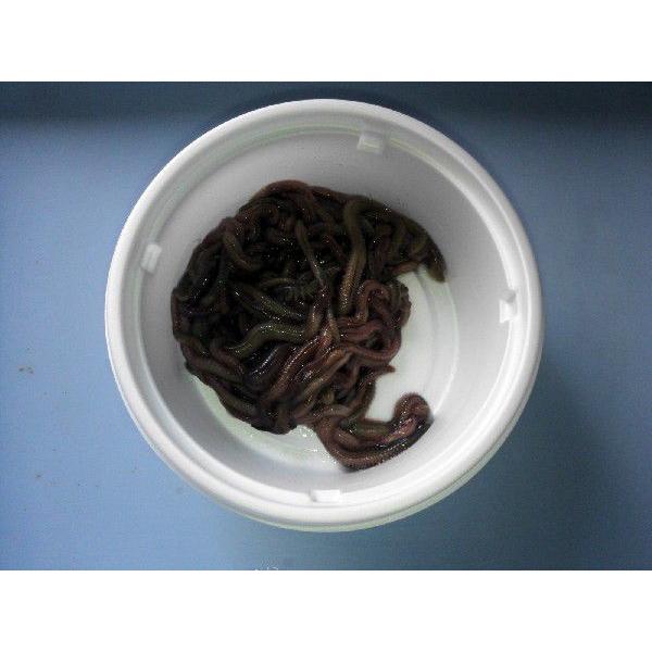 養殖ゴカイ 石ゴカイ ジャリメ キスゴムシ ５００円分 釣り餌 活き餌 投げ釣り 船釣り 防波堤釣り ギフ 包装