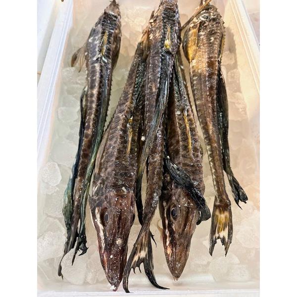 北海道産生八角（ハッカク）2尾（1kg前後）〔B〕北港直販〔代引き不可〕はっかく : 北港直販 - 通販 - Yahoo!ショッピング