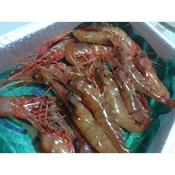 〔貨物輸送無料〕北海道産活〆名取り草エビ1ｋｇ（大）（牡）（1尾35ｇ前後）〔Ｂ〕北港直販えび・鰕〔着日決めるに相応うできない切っ掛け有〕〔代引っ張ること不可〕 魚介類、海産物-食品