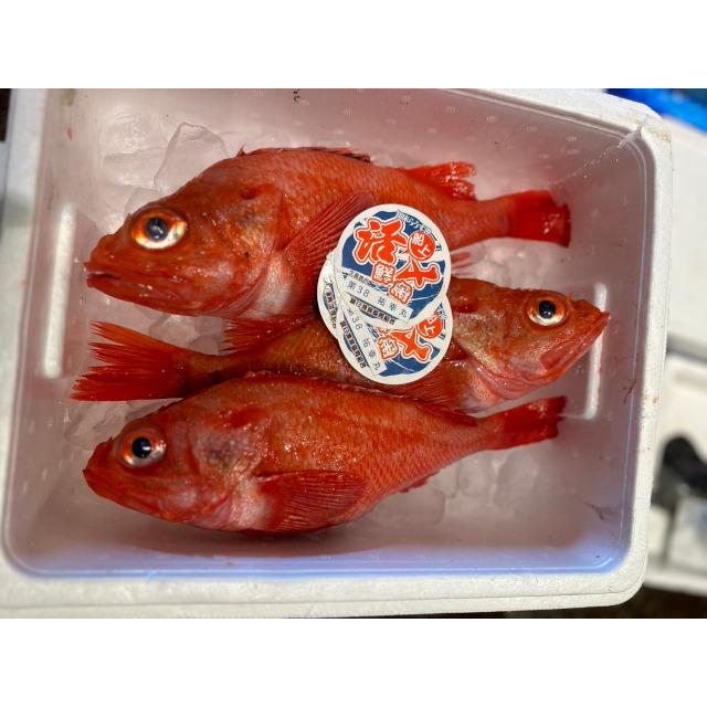 北海道産活〆きんき（キンキ）2尾（850ｇ前後）〔Ｂ〕北港直販☆キンキ・キチジ☆めんめ〔着日指定に対応できない場合有〕〔代引き不可〕 |  | 01