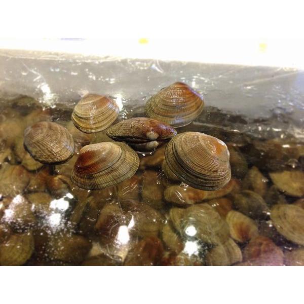 北海道産生あさり（浅利）1kg前後（目安1個15〜20g前後）〔B〕北港直販・貝〔代引き不可〕 : 北港直販 - 通販 - Yahoo!ショッピング