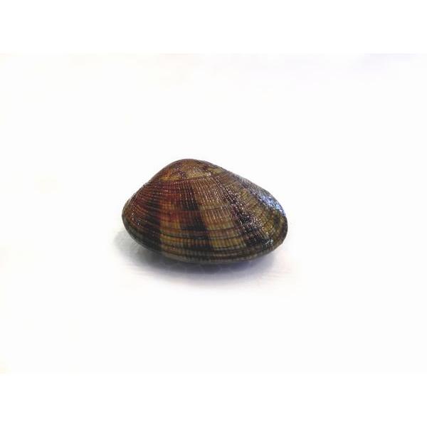 北海道産生あさり（浅利）1kg前後（目安1個15〜20g前後）〔B〕北港直販・貝〔代引き不可〕 : 北港直販 - 通販 - Yahoo!ショッピング