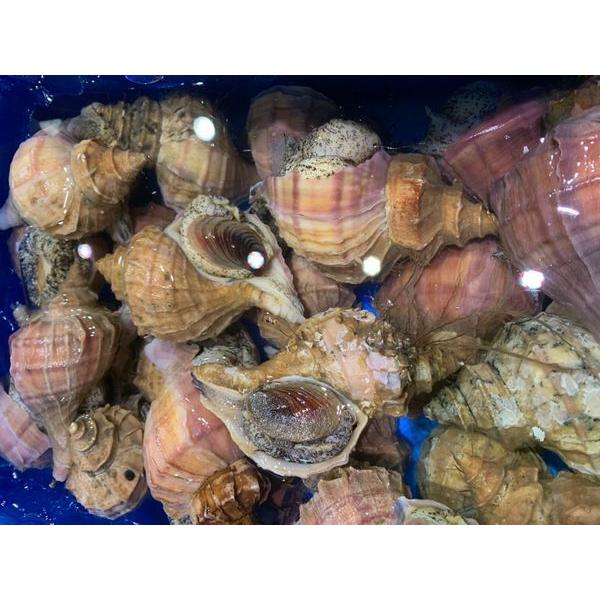 人気急上昇 北海道産生真つぶ1ｋｇ前後 4 5個 B 北港直販 つぶ 貝 代引き不可 贈物