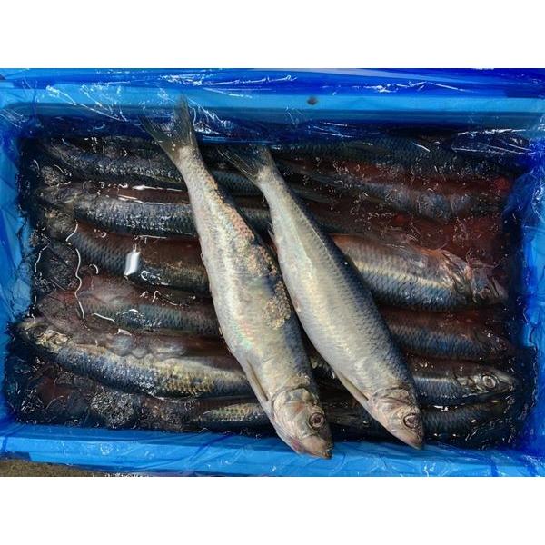 北海道函館近海産鰊（にしん）2ｋｇ前後（6尾前後）〔Ｂ〕北港直販☆ニシン・魚〔代引き不可〕〔着日指定に対応できない場合有〕 | 