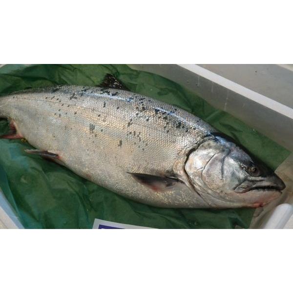 北海道産さくらます3.5ｋｇ（3尾）〔Ｂ〕北港直販〔代引き不可〕サクラマス・鱒・マス｜kitachokuhan｜04