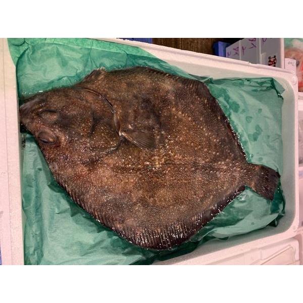 特大 北海道産活〆サメガレイ 鮫鰈 1枚 2 4ｋｇ前後 ｂ 北港直販 かれい カレイ 代引き不可 Rsuwilliambooth Com