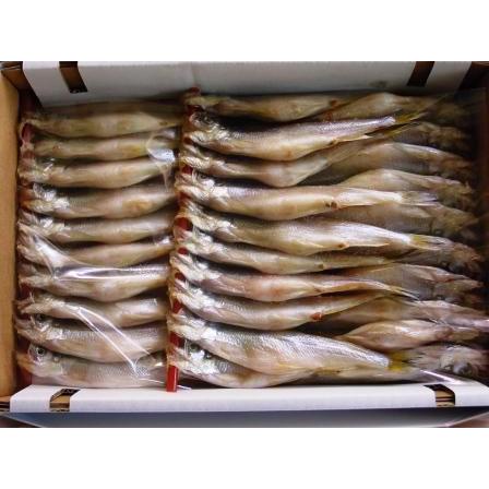 クラシック 北海道産本子持ちししゃも メス 30尾前後 ｅ 北港直販 シシャモ