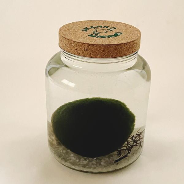 天然まりも （外国産）超特大サイズ（直径約７センチ以上） １個入り （まりも育成説明付き）水草 植物 ビッグサイズ 大きな 毬藻 マリモ 