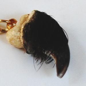 熊の爪 キーホルダー 小サイズ ベアクロー クマ くま 爪 : 北国 熊の爪 キーホルダー 小サイズ ベアクロー クマ くま 爪 : 北国