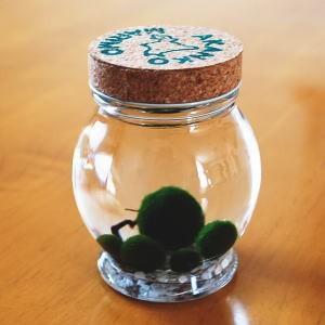 養殖マリモ 5個入り コルク ガラス瓶 マリモ育成説明付き 水草