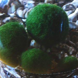 養殖まりも５個入り ミネラル鉱石入り ガラス瓶 コルク マリモ 毬藻