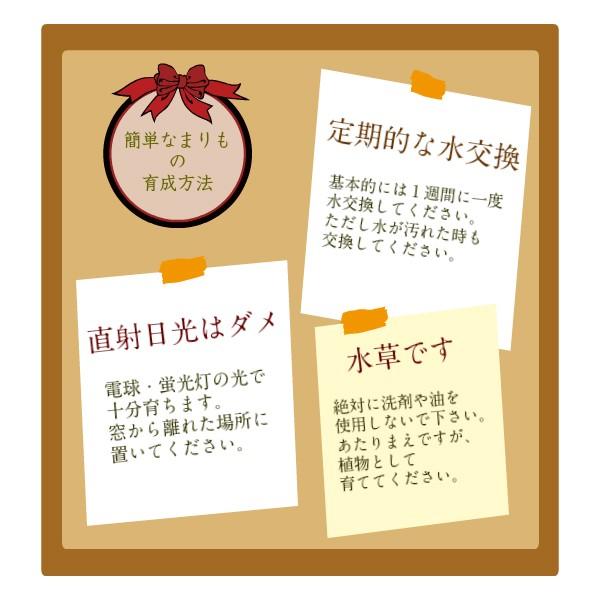 養殖まりも3個とまりものお食事1個セット ガラス瓶 コルク まりもの育て方の説明付き 水草 植物 北海道お土産 アクアリウム 販売 通販 雑貨小物｜kitagunikiriri｜03