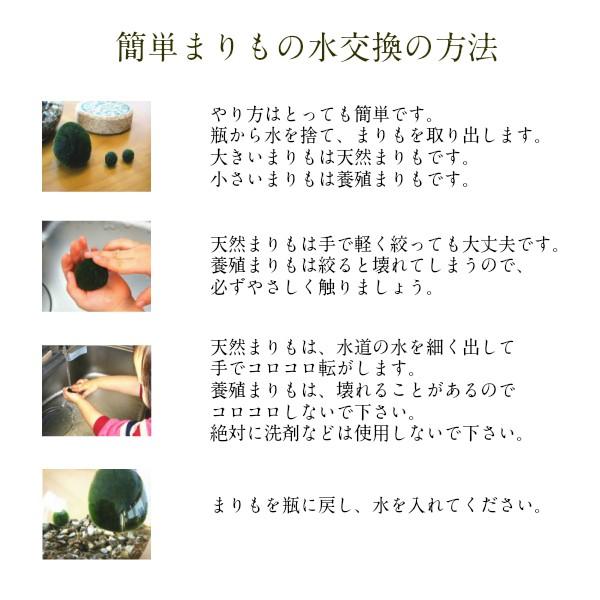 養殖まりも3個とまりものお食事1個セット ガラス瓶 コルク まりもの育て方の説明付き 水草 植物 北海道お土産 アクアリウム 販売 通販 雑貨小物｜kitagunikiriri｜05