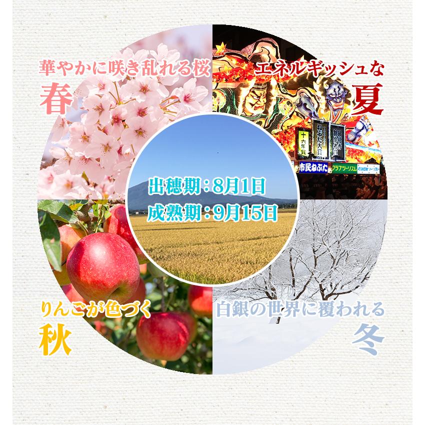 令和7年産（白米）青森県産 はれわたり 10kg お米 精米 送料無料