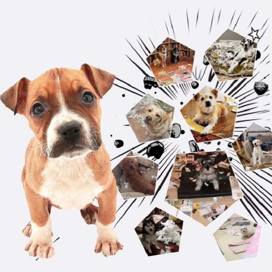 984円 驚きの価格が実現 犬噛むおもちゃ ロープおもちゃ 犬おもちゃ 噛むおもちゃ 知育玩具 麻縄 アグレッシブ 安全清潔 歯磨き 運動不足 ストレス解消 耐久性 5個セット
