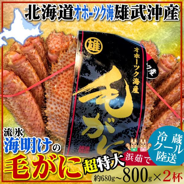 毛ガニ 約800g 2杯 超特大 5尾大きさ 冷蔵 北海道 オホーツク海 海有り明け方 雄武産 浜茹で 毛蟹 毛がに 朦々たる蟹みそ 継続期間押さえる 通信販売 お取り寄せ 食い道楽 差し上げ物 海鮮 毛ガニ-カニ-食品