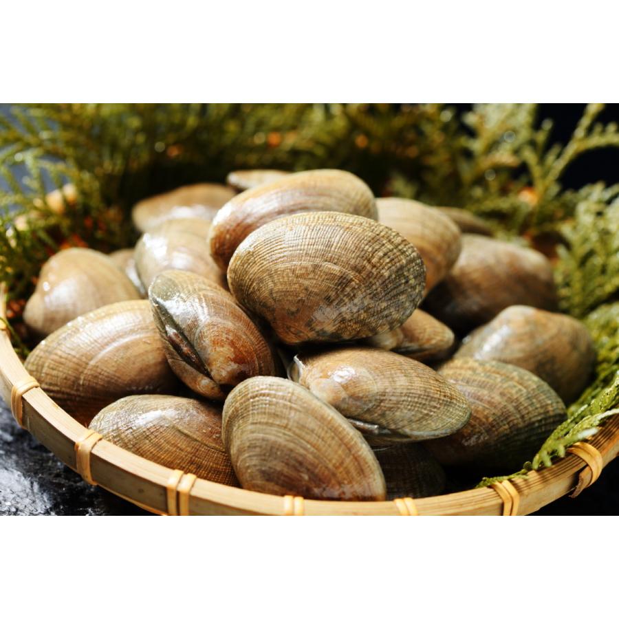 北海道 厚岸産 あさり 特大サイズ 3kg 105粒前後 産地直送 国産 アサリ 浅利 貝 かい カイ ギフト だし あさりの酒蒸し 味噌汁 父の日 お中元 夏ギフト Asari31 北のふるさと 通販 Yahoo ショッピング