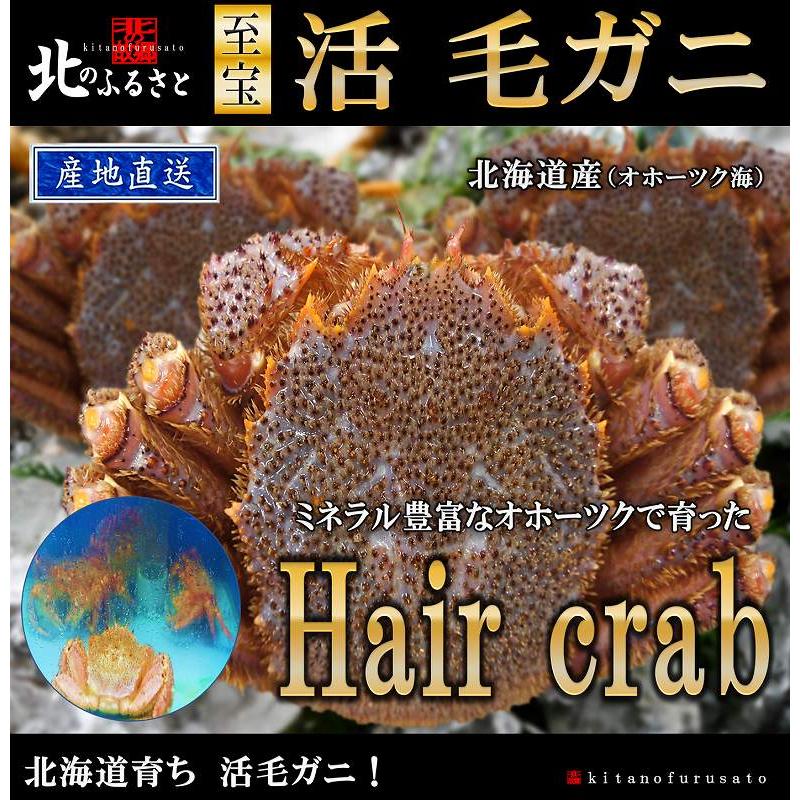 北海道産 オホーツク海 活 毛蟹 450g前後 × 2尾 北海道 毛がに 毛ガニ かに カニ 蟹 かにみそ 蟹味噌 北海道 活 生 活き造り プレゼント 贈り物 贈答｜kitanofurusato-tda