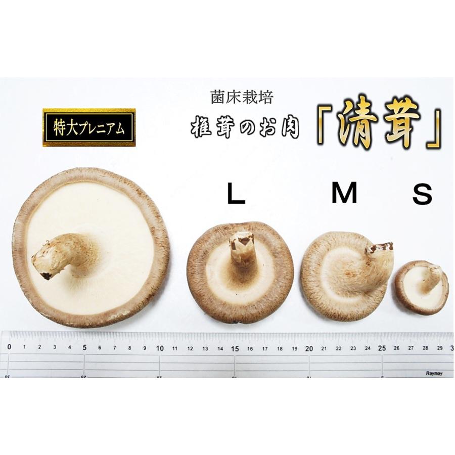 生 椎茸 特大プレミアム 清茸 2Lサイズ 4玉 × 2パック 産地直送 札幌