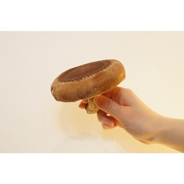 生 椎茸 特大プレミアム 清茸 2Lサイズ 4玉 × 2パック 産地直送 札幌