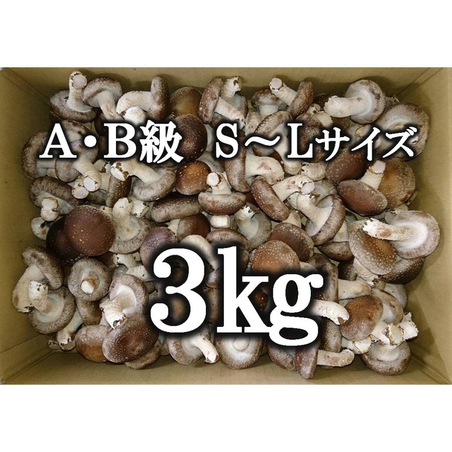 生 椎茸 肉厚な 清茸 業務用 A・B級 S〜Lサイズ 3kg 無選別 産地直送 札幌 清田産 北海道 有明の名水 椎茸 シイタケ しいたけ 業務用 きのこ キノコ_1