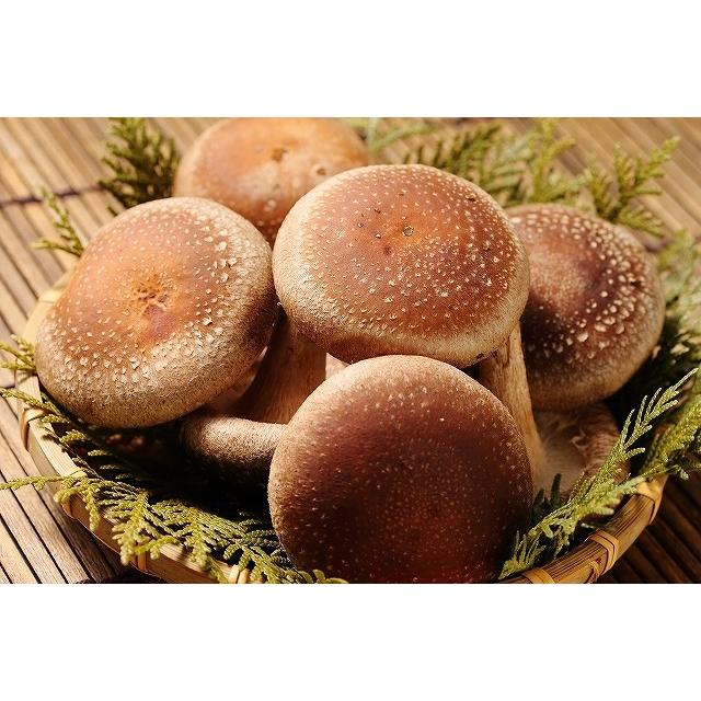 生 椎茸 肉厚な 清茸 業務用 A・B級 S〜Lサイズ 3kg 無選別 産地直送 札幌 清田産 北海道 有明の名水 椎茸 シイタケ しいたけ 業務用 きのこ キノコ_3