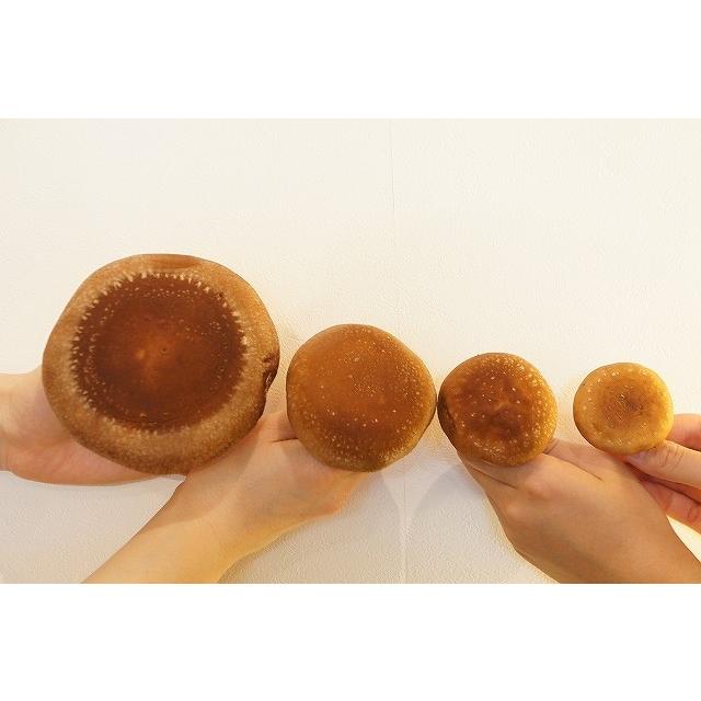 生 椎茸 肉厚な 清茸 業務用 A・B級 S〜Lサイズ 3kg 無選別 産地直送 札幌 清田産 北海道 有明の名水 椎茸 シイタケ しいたけ 業務用 きのこ キノコ_5