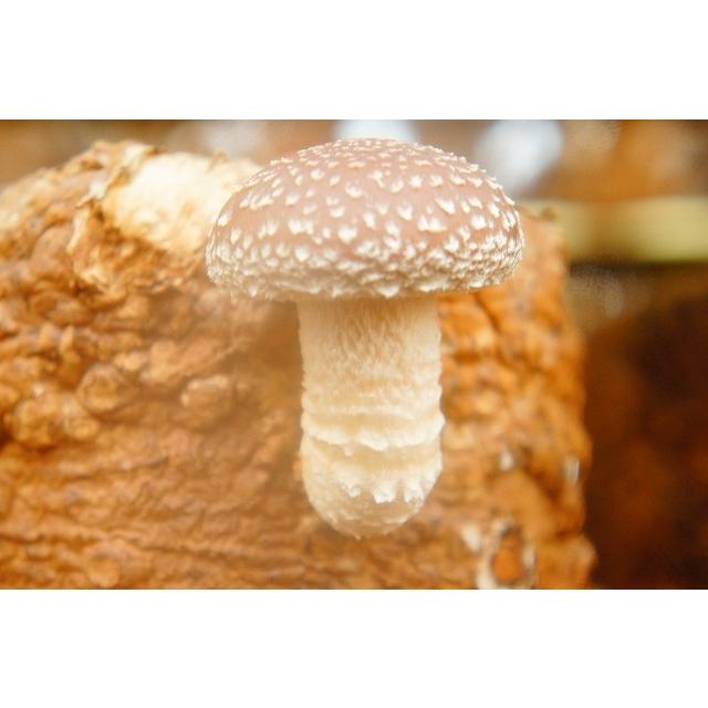 生 椎茸 肉厚な 清茸 業務用 A・B級 S〜Lサイズ 3kg 無選別 産地直送 札幌 清田産 北海道 有明の名水 椎茸 シイタケ しいたけ 業務用 きのこ キノコ_8