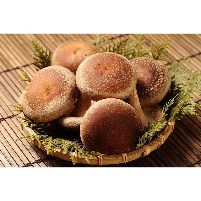 生 椎茸 肉厚な高級 清茸 Lサイズ 8玉 × 2パック 産地直送 北海道 札幌