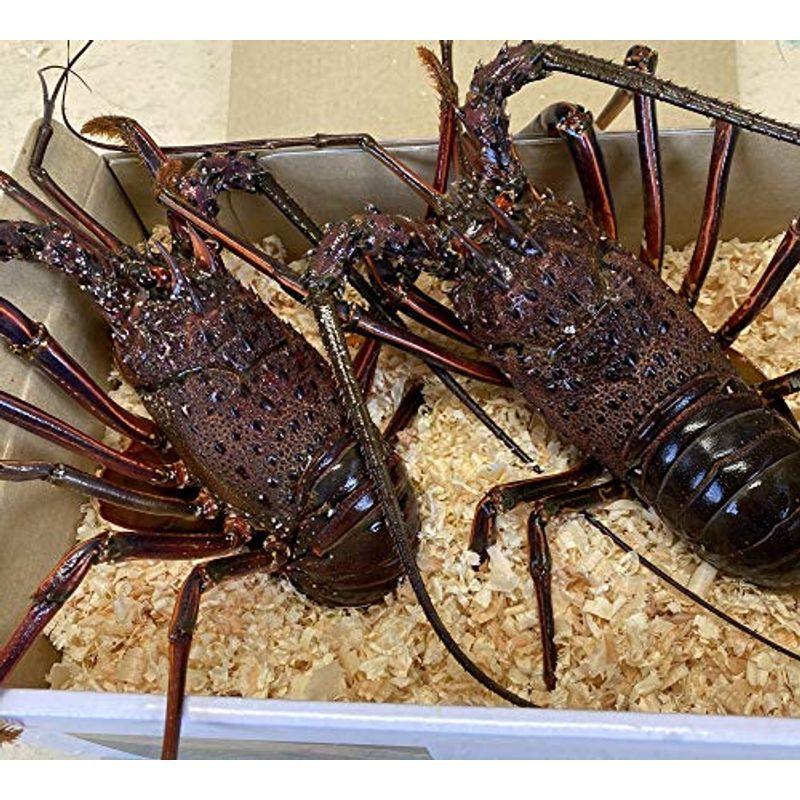 Sale 78 Off 三重県伊勢志摩産 活伊勢海老 2尾で1 0kg 新鮮な伊勢エビを生きたまま発送 伊勢志摩より直送ギフト包装 Quran Unv Edu Sd