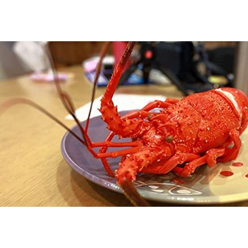 Sale 78 Off 三重県伊勢志摩産 活伊勢海老 2尾で1 0kg 新鮮な伊勢エビを生きたまま発送 伊勢志摩より直送ギフト包装 Quran Unv Edu Sd