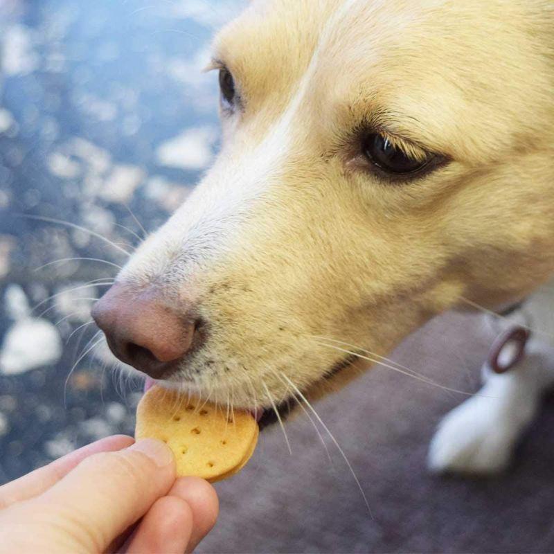 公式の店舗 テヅカヤマハウンドカム 犬用 無添加おやつ オリジナルクッキー ブロッコリー 80g Wantannas Go Id