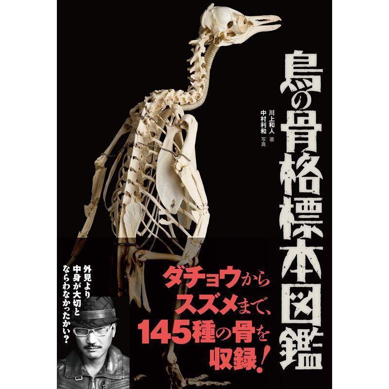 アフガンハウンド 骨格標本 頭骨