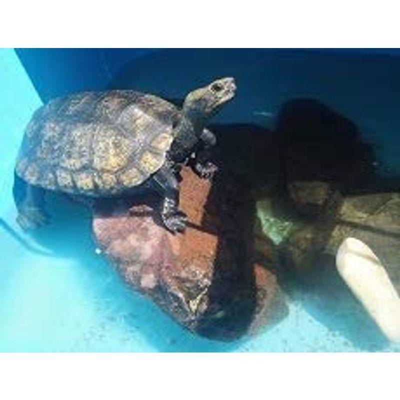 527円 最大50 Offクーポン カメカルボン1袋２５ｇ以上 カメのカルシウム補給 成長維持 天然コウイカ甲羅加工