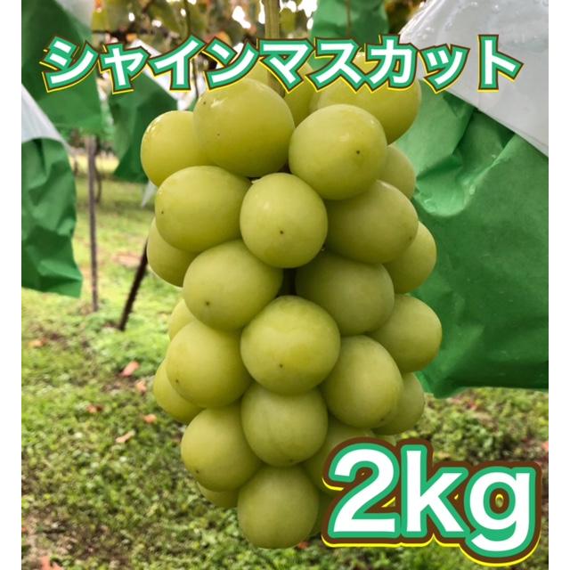 長野産 シャインマスカット 約2kg 4〜6房 ご家庭用 朝収穫産地