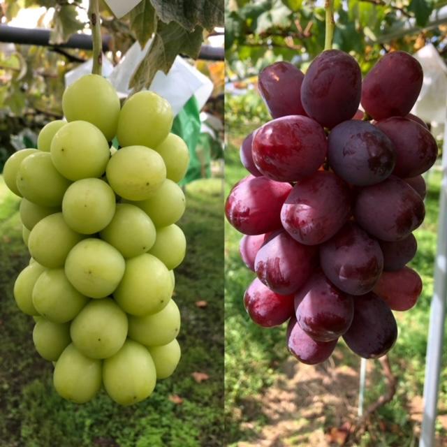 8月23日から予約販売開始！10月上旬頃から順次発送！】長野産