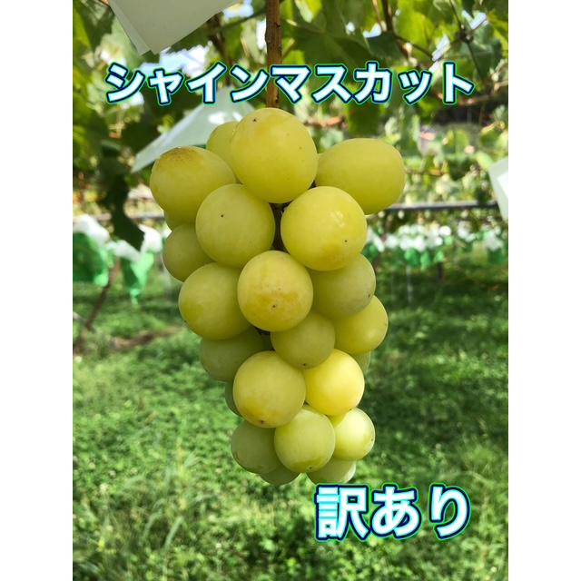 長野産 訳ありシャインマスカット 4kg 12〜16房 産地直送 減農薬栽培