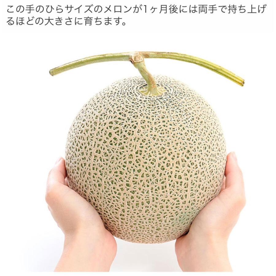 JAふらの 予約 富良野 メロン 約1.6kg 1玉 お中元 ギフト 北海道産