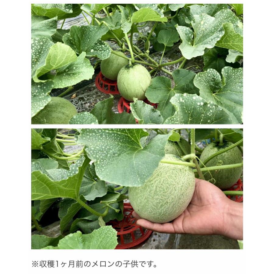 【ヤフショセット販売】予約 富良野 メロン 約3.2kg (2玉入) 北海道産 優品 または 秀品 送料無料 同梱不可 お中元 御中元 ギフト のし対応 ヤフショ限定規格 爆買 | JAふらの | 04