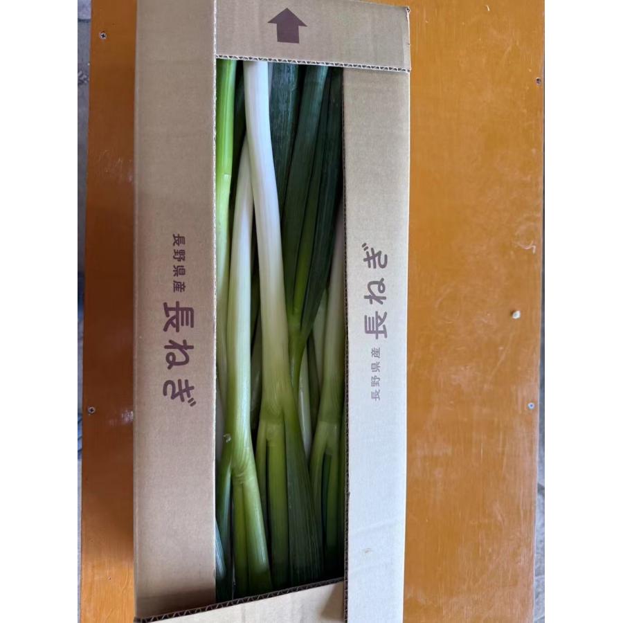 長ネギ 44974-05.jpg