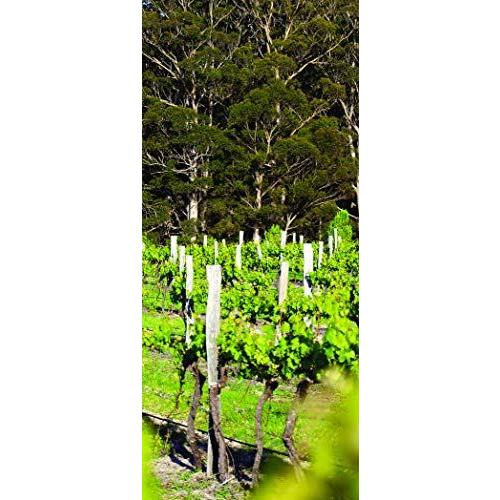 カステリ ザ サム ソ-ヴィニヨン・ブラン [ 白ワイン 辛口 オーストラリア 750ml ]＜12本セット＞【キャンセル・返品・交換不可】 |  | 04