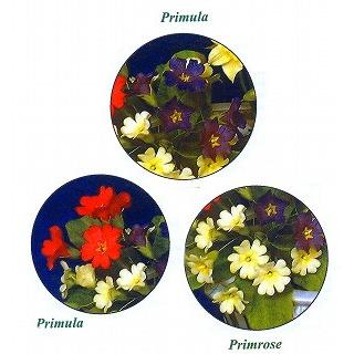 抜き型 プリムローズの花びら 2サイズ　[PRI]　　　シュガークラフト |  | 01