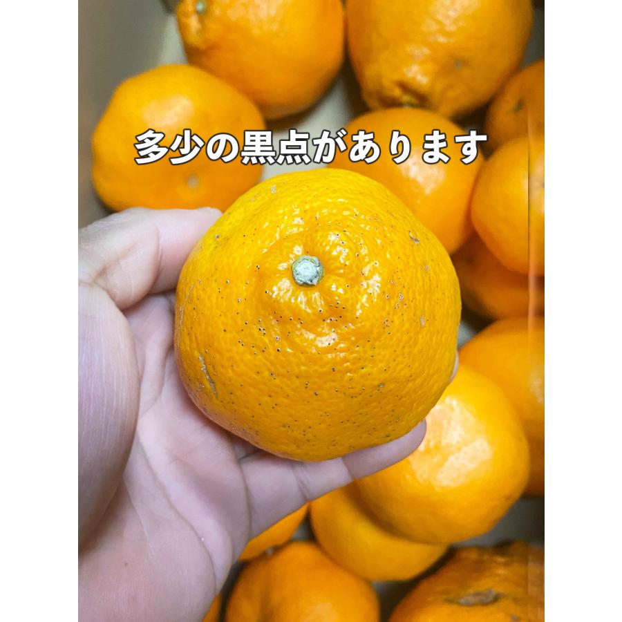 はるみ みかん 10kg 愛媛県中島産 家庭用 : 島馬ファーム瀬戸内 - 通販