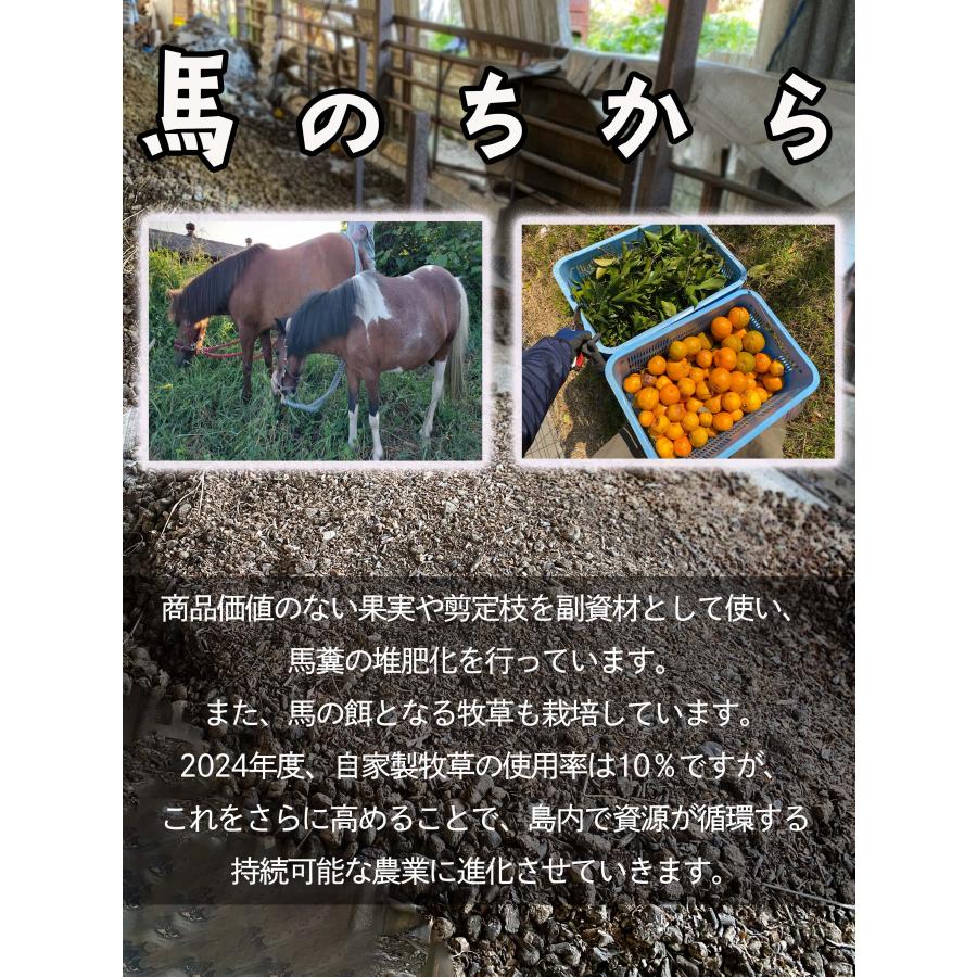 はるみ みかん 10kg 愛媛県中島産 家庭用 : 島馬ファーム瀬戸内 - 通販
