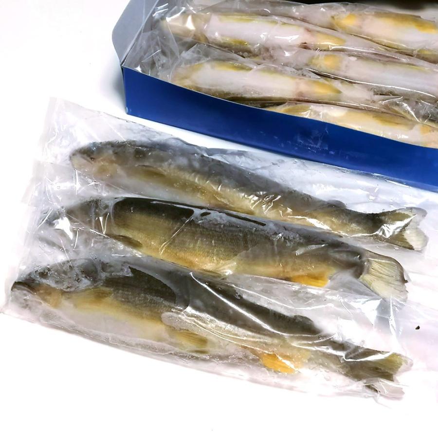クリスマスツリー特価 冷凍子持ち鮎 1kg 便利な個包装 湧水育ち 栃木県 喜連川 鮎 ギフト お中元 Wantannas Go Id